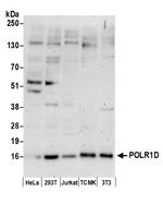POLR1D Polyclonal Antibody
