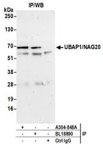 UBAP1/NAG20 Polyclonal Antibody