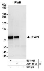 RPAP3 Antibody in Immunoprecipitation (IP)
