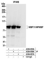 WBP11/NPWBP Antibody in Immunoprecipitation (IP)