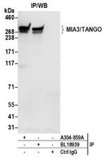 MIA3/TANGO Antibody in Immunoprecipitation (IP)