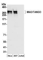 MIA3/TANGO Polyclonal Antibody
