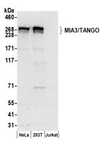 MIA3/TANGO Polyclonal Antibody