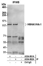 HMHA1/HA-1 Polyclonal Antibody