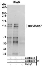 HMHA1/HA-1 Antibody in Immunoprecipitation (IP)