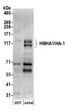 HMHA1/HA-1 Polyclonal Antibody