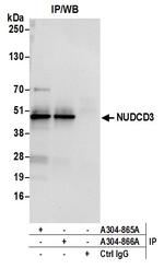NUDCD3 Polyclonal Antibody