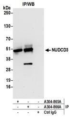 NUDCD3 Antibody in Immunoprecipitation (IP)