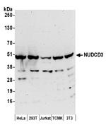 NUDCD3 Polyclonal Antibody