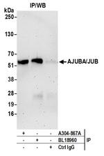 AJUBA/JUB Antibody in Immunoprecipitation (IP)