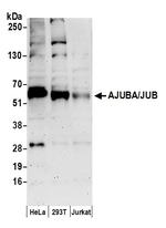 AJUBA/JUB Polyclonal Antibody
