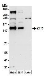 ZFR Polyclonal Antibody