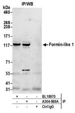 Formin-like 1/FMNL1 Polyclonal Antibody