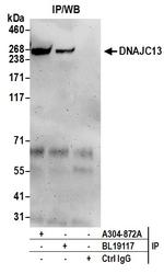 DNAJC13 Antibody in Immunoprecipitation (IP)