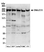 DNAJC13 Polyclonal Antibody
