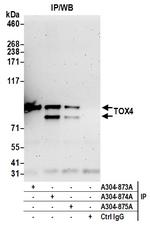 TOX4 Polyclonal Antibody