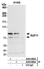 RUFY1 Polyclonal Antibody
