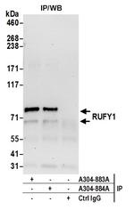 RUFY1 Antibody in Immunoprecipitation (IP)