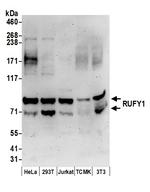 RUFY1 Polyclonal Antibody