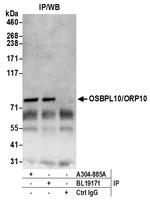 OSBPL10/ORP10 Polyclonal Antibody