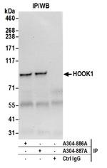 HOOK1 Antibody in Immunoprecipitation (IP)
