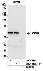 HOOK1 Antibody in Immunoprecipitation (IP)