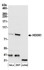 HOOK1 Polyclonal Antibody
