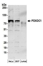 PDXDC1 Polyclonal Antibody