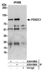 PDXDC1 Antibody in Immunoprecipitation (IP)