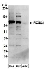 PDXDC1 Polyclonal Antibody