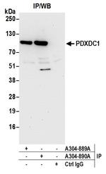 PDXDC1 Polyclonal Antibody