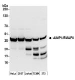 AIMP1/EMAPII/SCYE1 Antibody in Western Blot (WB)