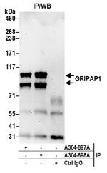 GRIPAP1/GRASP-1 Antibody in Immunoprecipitation (IP)