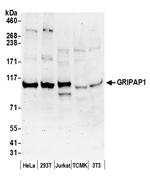 GRIPAP1/GRASP-1 Polyclonal Antibody