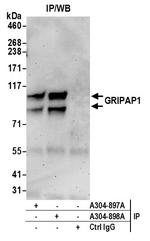 GRIPAP1/GRASP-1 Polyclonal Antibody