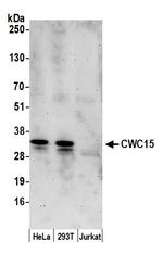 CWC15 Polyclonal Antibody