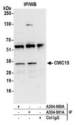 CWC15 Polyclonal Antibody