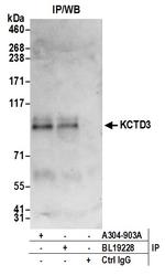 KCTD3 Polyclonal Antibody