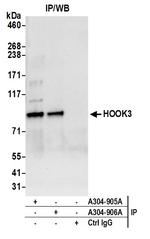 HOOK3 Antibody in Immunoprecipitation (IP)