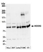 HOOK3 Polyclonal Antibody