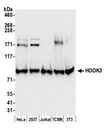 HOOK3 Polyclonal Antibody