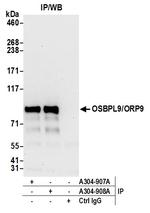 OSBPL9/ORP9 Antibody in Immunoprecipitation (IP)