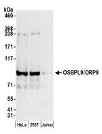 OSBPL9/ORP9 Polyclonal Antibody
