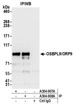 OSBPL9/ORP9 Antibody in Immunoprecipitation (IP)
