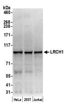 LRCH1 Polyclonal Antibody
