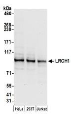 LRCH1 Polyclonal Antibody