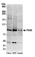 PAN3 Polyclonal Antibody