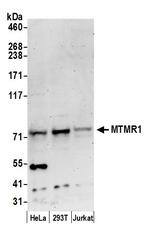 MTMR1 Polyclonal Antibody