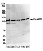 KIAA1033/WASH complex subunit 7 Polyclonal Antibody
