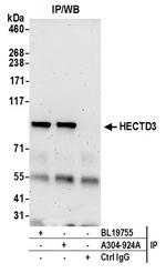 HECTD3 Antibody in Immunoprecipitation (IP)